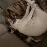 Photo de chat perdu à Eugene