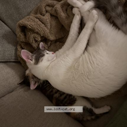 Photo 1/1 Cottonball Chat perdu à Eugene