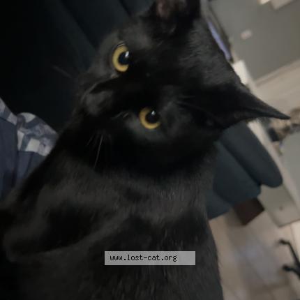 Photo 1/1 Misu Chat perdu à Tampa