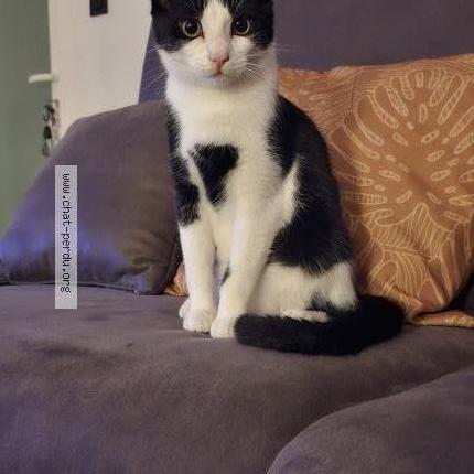 Photo 1/1 Figaro Chat perdu à Mont sainte aldegonde