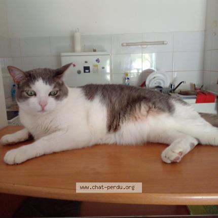 Photo 1/1 pinprenelle Chat perdu à Vaulx en velin