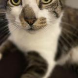 Photo de chat perdu à West Warwick