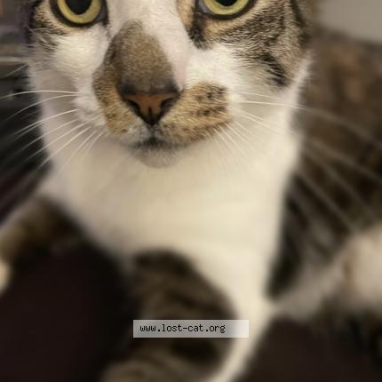 Photo 1/1 Meatloaf Chat perdu à West warwick