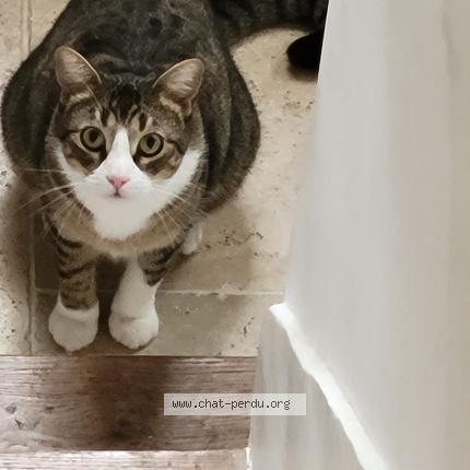 Photo 1/1 Chaki Chat perdu à Montreuil