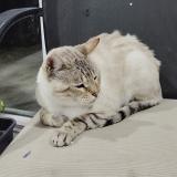 Photo de chat perdu à Boisdon