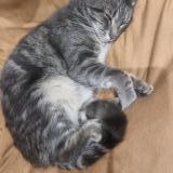 Photo de chat perdu à Vaulx En Velin