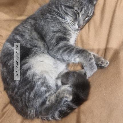 Photo 1/1 Cookie Chat perdu à Vaulx en velin