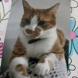 Photo de chat perdu à Courrieres