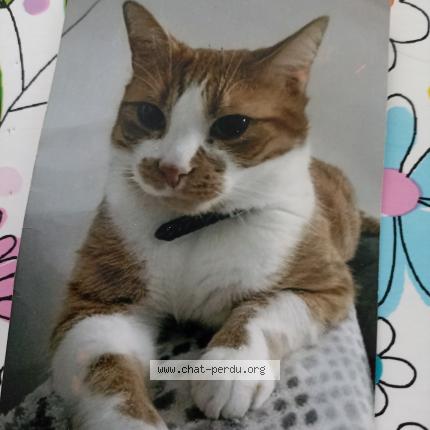 Photo 1/1 Filou Chat perdu à Courrieres