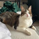 Photo de chat perdu à Amiens