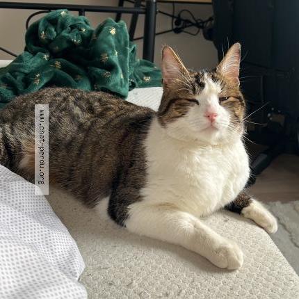 Photo 1/1 Cleo Chat perdu à Amiens