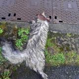 Photo de chat trouvé à Chantraine