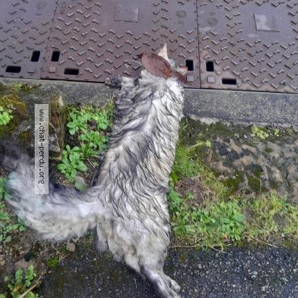 Photo 1/1 Chat trouvé Trouvé à Chantraine