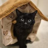 Photo de chat trouvé à Sartrouville