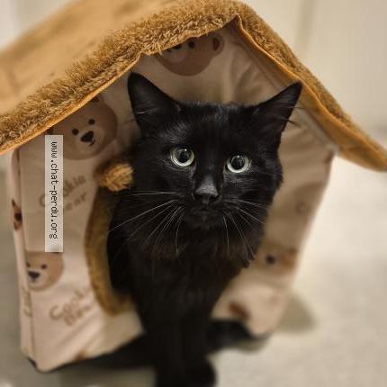 Photo 1/4 Chat trouvé Trouvé à Sartrouville