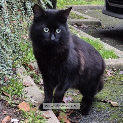 Photo 3/4 Chat trouvé Trouvé à Sartrouville