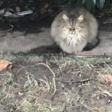 Photo de chat trouvé à Rouen