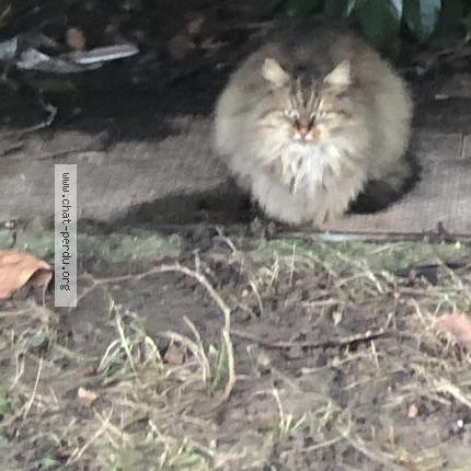 Photo 1/3 Chat trouvé Trouvé à Rouen