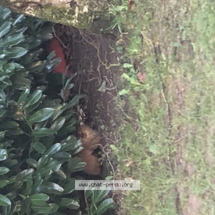 Photo 2/3 Chat trouvé Trouvé à Rouen