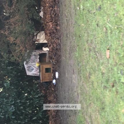 Photo 3/3 Chat trouvé Trouvé à Rouen