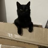 Photo de chat perdu à Santa Lucia Di Moriani