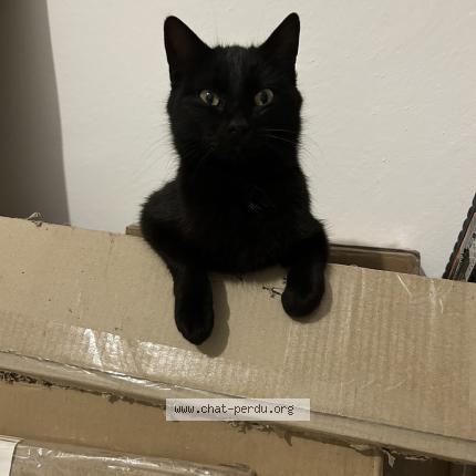 Photo 1/1 Isis Chat perdu à Santa lucia di moriani