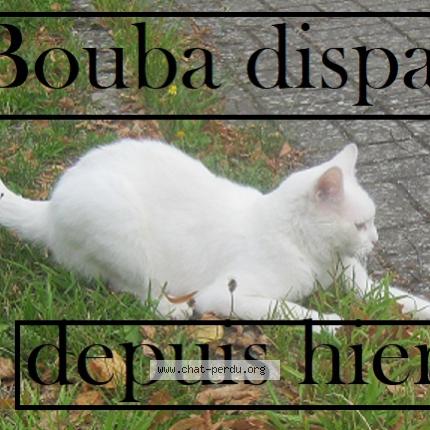 Photo 1/1 Chat retrouvé Perdu à Montignies Sur Roc