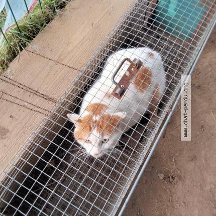 Photo 1/1 Chat trouvé Trouvé à Elven