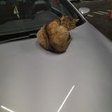 Photo de chat trouvé à Nantes