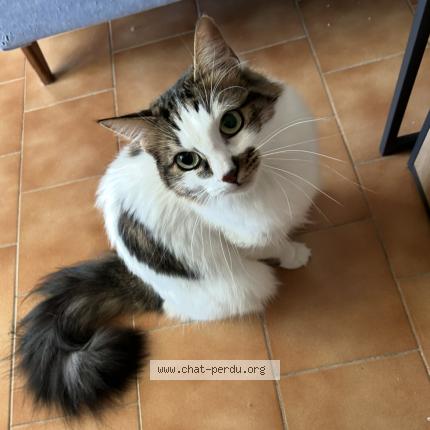 Photo 1/1 Chat retrouvé Perdu à Six fours les plages