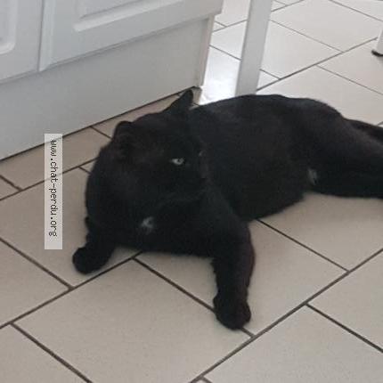 Photo 1/1 Chat retrouvé Perdu à Lens