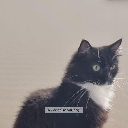 Photo 1/1 Chat retrouvé Perdu à Toulouse