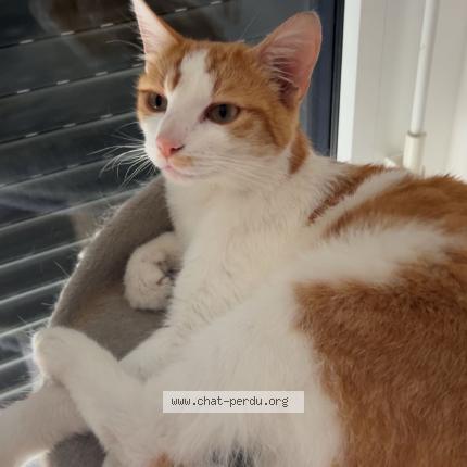 Photo 1/1 Chat retrouvé Perdu à Auray