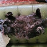 Photo de chat perdu à Autheuil Tourouvre Au Perche