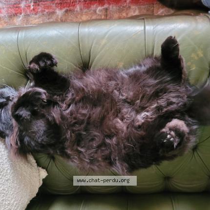 Photo 1/1 Lululu Chat perdu à Autheuil tourouvre au perche