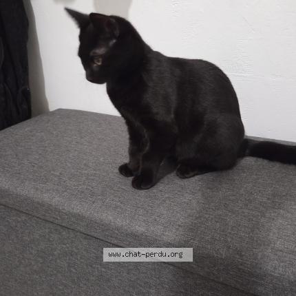 Photo 1/1 Chat retrouvé Perdu à Louvres