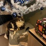 Photo de chat perdu à Cers