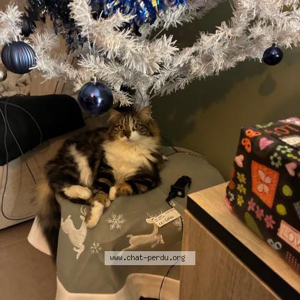 Photo 1/1 Pépi Chat perdu à Cers