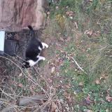 Photo de chat trouvé à Mulhouse