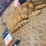 Photo de chat perdu à Port Charlotte