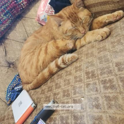 Photo 1/1 Max Chat perdu à Port charlotte