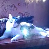 Photo de chat perdu à Quelaines St Gault