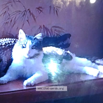 Photo 1/1 Tiphaine Jagla Chat perdu à Quelaines st gault