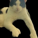 Photo de chat perdu à Indianapolis