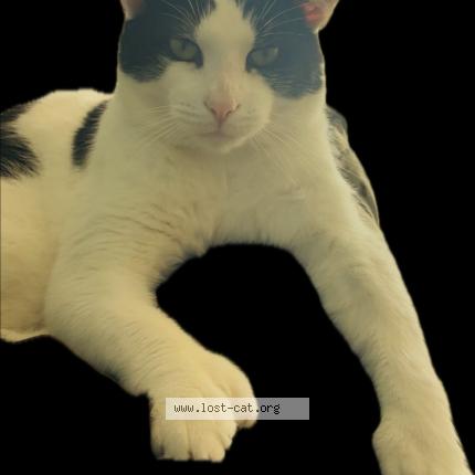 Photo 1/1 Solomon Chat perdu à Indianapolis