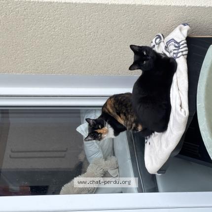 Photo 1/1 Chat retrouvé Perdu à Sauvagnon