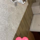 Photo de chat perdu à Hericourt