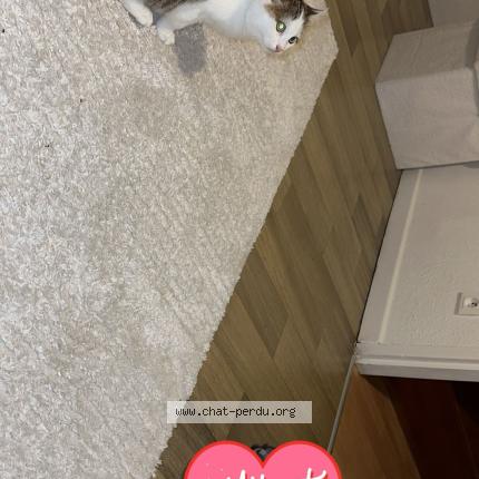 Photo 1/1 Simba Chat perdu à Hericourt