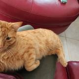 Photo de chat perdu à Port Charlotte