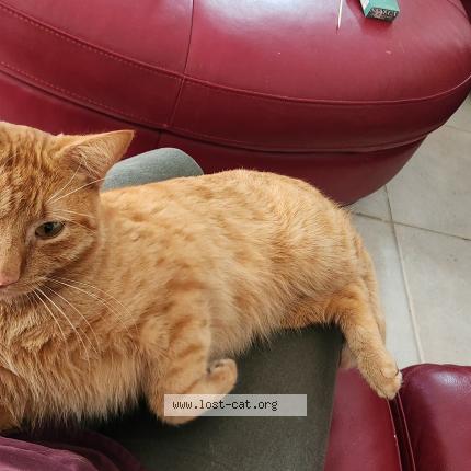 Photo 1/1 Max Chat perdu à Port charlotte